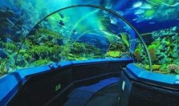 海洋水族馆爆料事件视频,惊人内幕揭露幕后真相